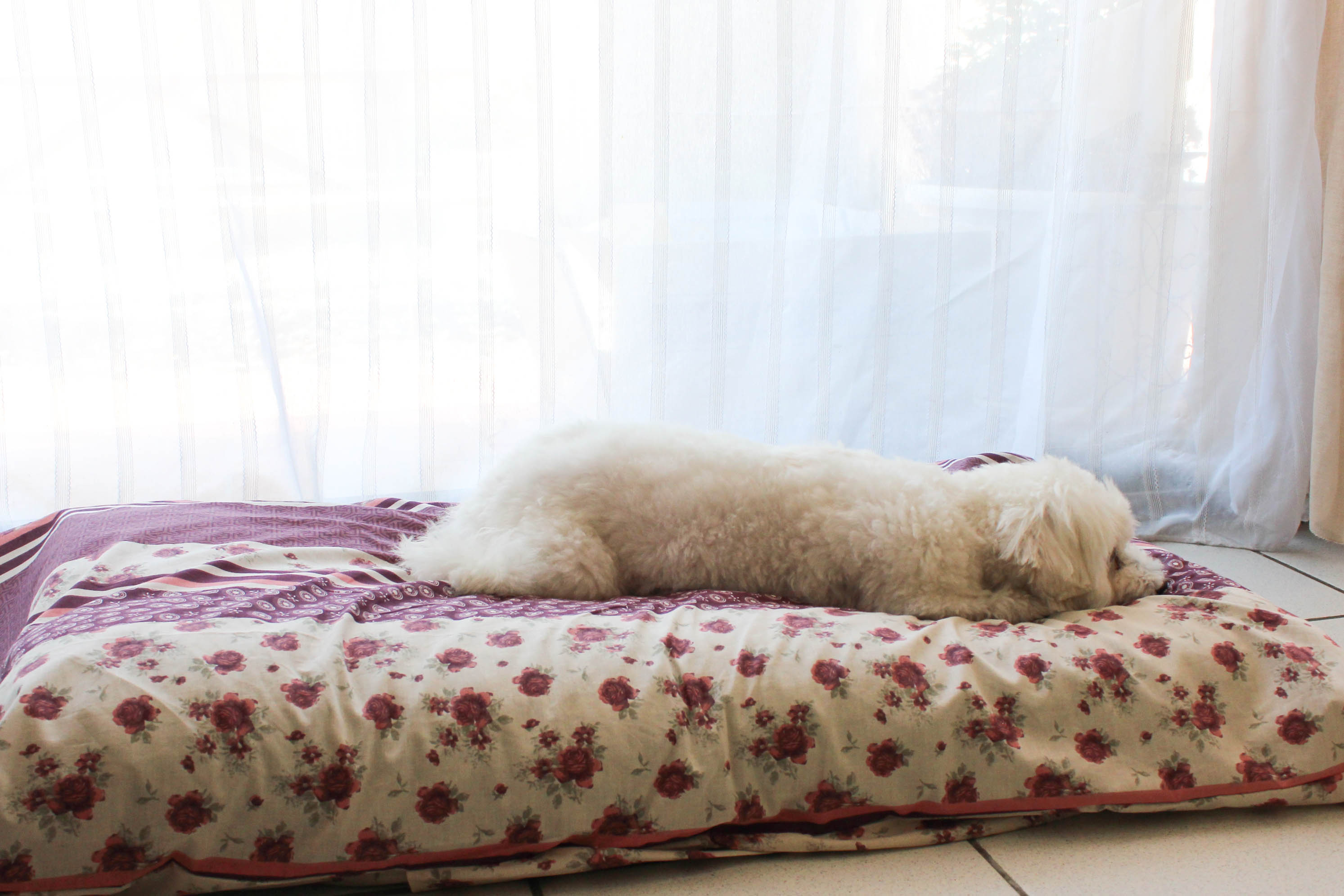 Tapis de luxe Flora - DIY tapis pour chien - les lubies de Louise (1 sur 8)