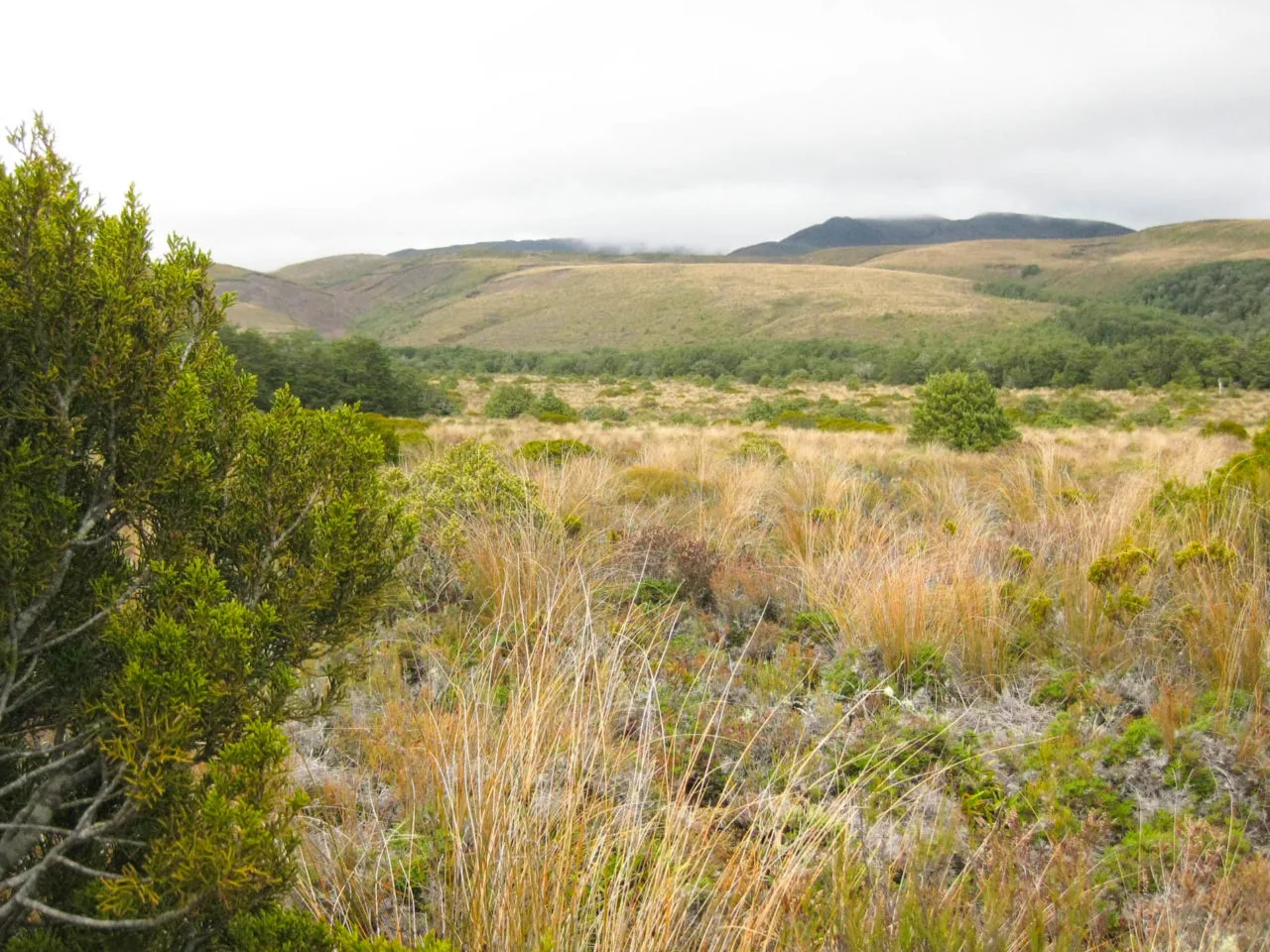 Nouvelle Zélande - Tongariri national parc - Les lubies de louise (25 sur 25)